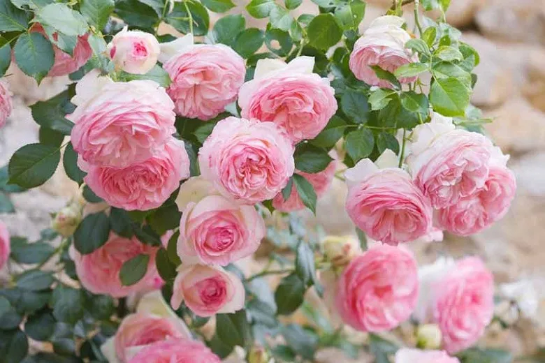 گل های رز رونده, Climbing roses (11 types) مجموعه تولیدی سیدوس ,تولید کننده گلدان پلاستیکی سیدوس