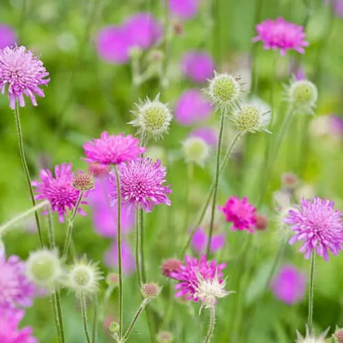 گیاه نویتا (Macedonian Scabious)نام علمی: (Knautia macedonica)