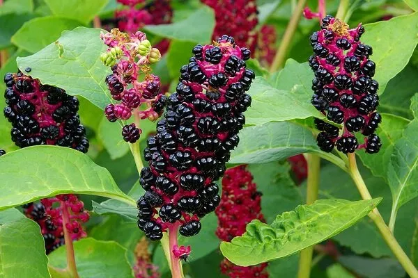 گل فیتولاکا   (سرخ بر) سرخاب کولیPhytolacca acinosa ,
 Phytolaccaceae
مجموعه تولیدی سیدوس تولید کننده گلدان پلاستیکی سیدوس