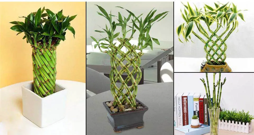 گیاهان آپارتمانی مناسب برای افراد آلرژیکHouseplants suitable for allergy sufferers
مجموعه تولیدی سیدوس ,تولید کننده گلدان پلاستیکی سیدوس ,بیش از 120نوع, اعم از گلدان استوانه ای پلاستیکی سیدوس,گلدان الماسی پلاستیکی سیدوس,گلدان مربعی پلاستیکی,گلدان مثلثی پلاستیکی,گلدان گرد پلاستیکی ,باکس مستطیلی,در اندازه های کاکتوسی تا درختچه ای