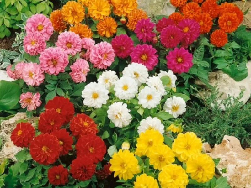 گل آهار (Common Zinnia)نام علمی: (Zinnia Elegance)
