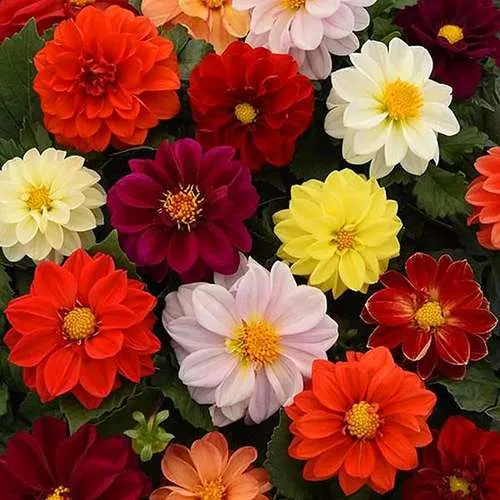 گل های بهاری وتابستانی مناسب باغچه (37گونه)Spring and summer flowers suitable for the garden (37 (species) مجموعه تولیدی سیدوس , تولید کننده گلدان های پلاستیکی سیدوس