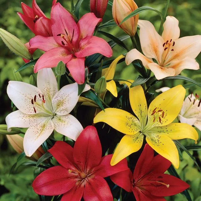 گیاه لیلیوم اورینتال در گلدان پلاستیکی سیدوسOriental Lilium plant in a plastic SidOOs pot
گلدان پلاستیکی  Plastic pot,  plastic vase مجموعه تولیدی سیدوس ,تولید کننده گلدان پلاستیکی سیدوس ,بیش از 120نوع, اعم از گلدان استوانه ای پلاستیکی سیدوس,گلدان الماسی پلاستیکی سیدوس,گلدان مربعی پلاستیکی,گلدان مثلثی پلاستیکی,گلدان گرد پلاستیکی ,باکس مستطیلی,در اندازه های کاکتوسی تا درختچه ای