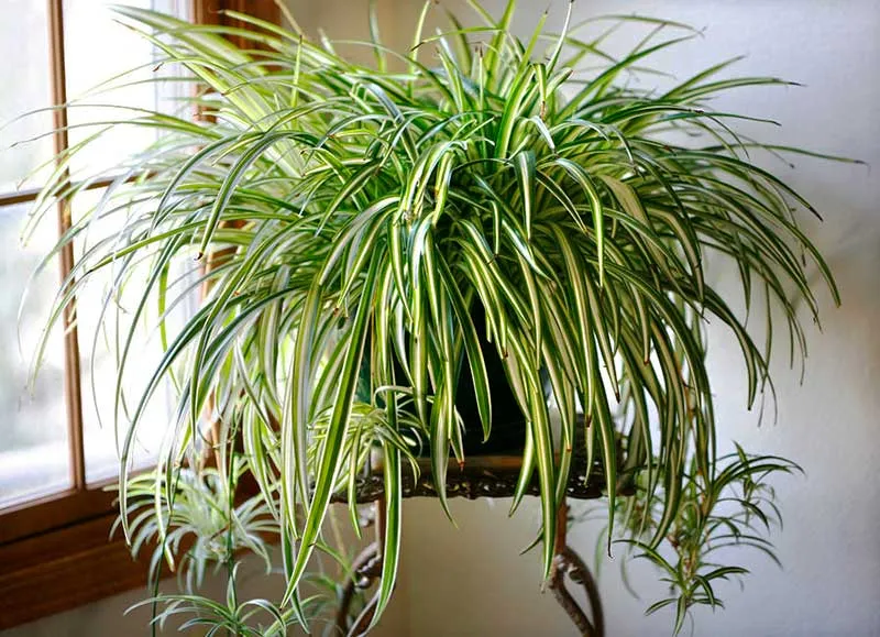 گیاهان آپارتمانی مناسب برای افراد آلرژیکHouseplants suitable for allergy sufferers
مجموعه تولیدی سیدوس ,تولید کننده گلدان پلاستیکی سیدوس ,بیش از 120نوع, اعم از گلدان استوانه ای پلاستیکی سیدوس,گلدان الماسی پلاستیکی سیدوس,گلدان مربعی پلاستیکی,گلدان مثلثی پلاستیکی,گلدان گرد پلاستیکی ,باکس مستطیلی,در اندازه های کاکتوسی تا درختچه ای