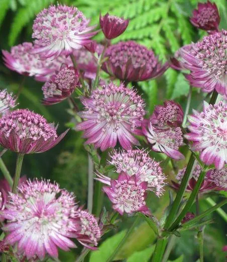 گل آستارانتیا"گل ستتاره گون"Astrantia major Hadspen blood,Astrantia Major Red مجموعه تولیدی سیدوس تولید کننده ,گلدان پلاستیکی سیدوس