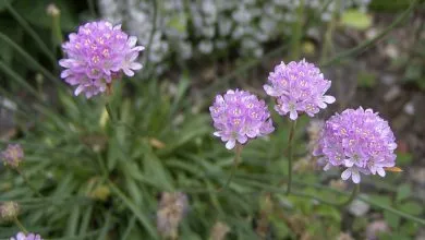 Armeria Juniperifolia گلدان پلاستیکی سیدوس و گل آرمریا