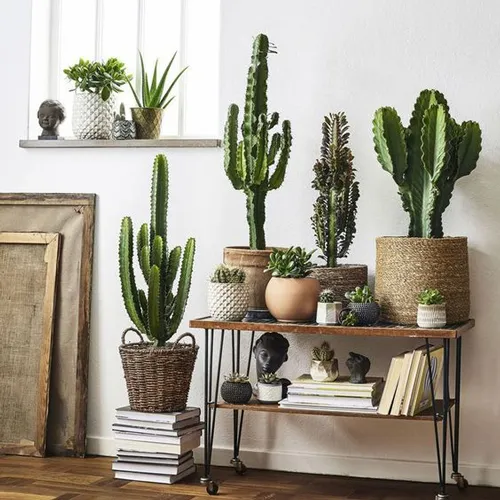 کاکتوس مناسب منزل (25پیشنهاد)Cactus suitable for home (25 suggestions) مجموعه تولیدی سیدوس , تولید کننده گلدان پلاستیکی سیدوس
