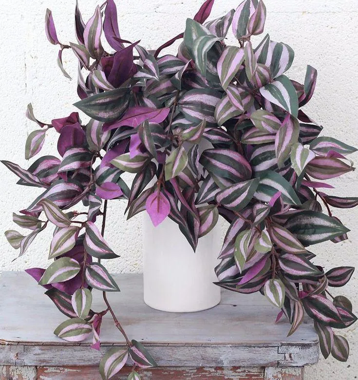 The bidi leaf flower (60 species) is beautiful in Sidoos plastic pot گل برگ بیدی (60گونه) در گلدان پلاستیکی سیدوس زیباست