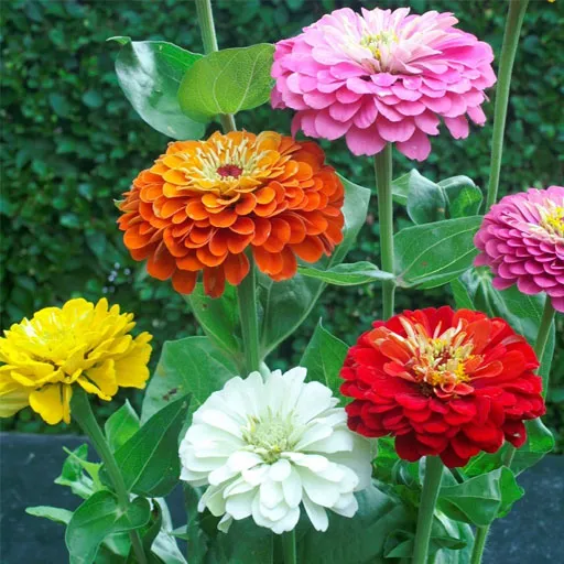 گل های بهاری وتابستانی مناسب باغچه (37گونه)Spring and summer flowers suitable for the garden (37 (species) مجموعه تولیدی سیدوس , تولید کننده گلدان های پلاستیکی سیدوس