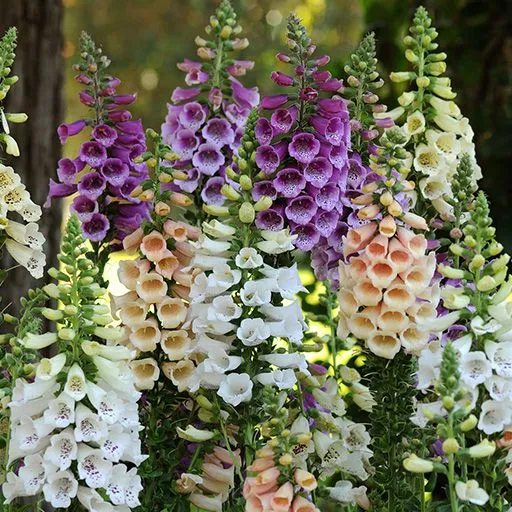 گلهای زیبای بهاری که میتوان در گلدان وباغچه کاشتBeautiful spring flowers that can be planted in pots and gardens مجموعه تولیدی سیدوس ,تولید کننده گلدان پلاستیکی سیدوس ,بیش از 120نوع, اعم از گلدان استوانه ای پلاستیکی سیدوس,گلدان الماسی پلاستیکی سیدوس,گلدان مربعی پلاستیکی,گلدان مثلثی پلاستیکی,گلدان گرد پلاستیکی ,باکس مستطیلی,در اندازه های کاکتوسی تا درختچه ای