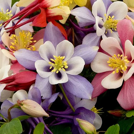گل تاج الملوکAquilegia vulgaris Nora Barlow مجموعه تولیدی سیدوس ,تولید کننده گلدان پلاستیکی سیدوس وشیلنگ آب وشیلنگ گاز وشیلنگ کولری ومحصولات پلاسکویی مانند چاقو تیز کن پوست کن,َ