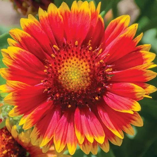 گل های بهاری وتابستانی مناسب باغچه (37گونه)Spring and summer flowers suitable for the garden (37 (species) مجموعه تولیدی سیدوس , تولید کننده گلدان های پلاستیکی سیدوس