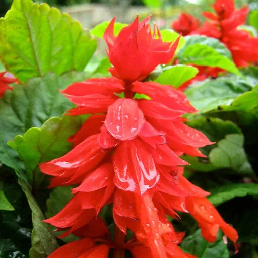 گل سلوی دائمی یا مریم گلی زینتی با نام علمی “Salvia splendens” یکی از زیباترین گل‌های تابستانه است. مجموعه تولیدی سیدوس تولید کننده محصولات پلاسکو آشپزخانه وگلدان پلاستیکی سیدوس