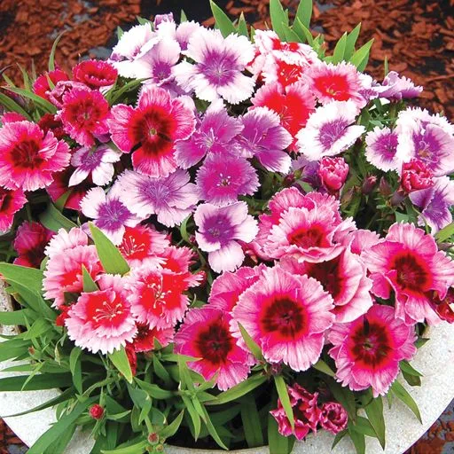 گل میخک (Carnation)نام علمی: (Dianthus caryophyllus)