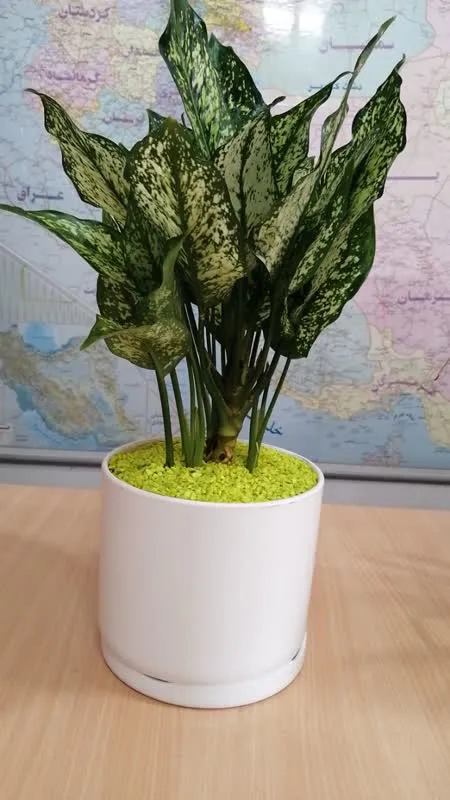 گلدان استوانه ای سیدوس وآگلونما برفیSnowy aglonema pot