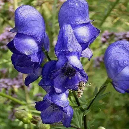 گل آقونیطونAconitum
Delphinieae
مجموعه تولیدی سیدوس تولید کننده گلدان پلاستیکی سیدوس