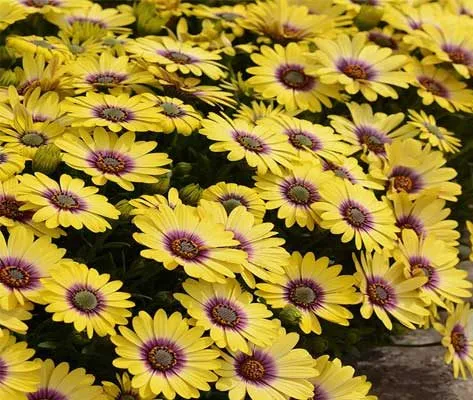 Osteospermum plantگیاه استئوسپرموم