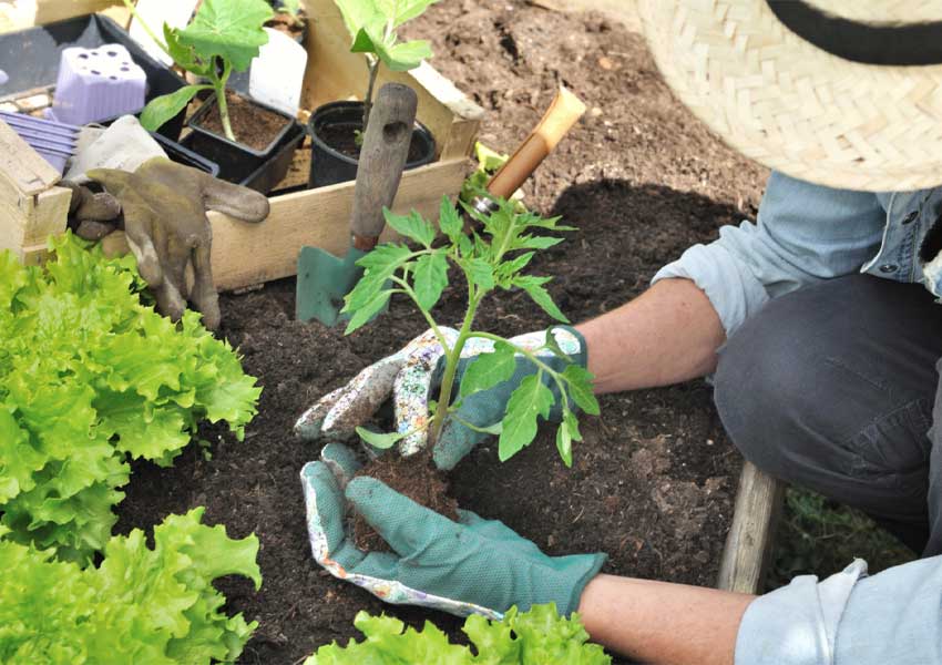 کاشت گیاه در فصل پاییز