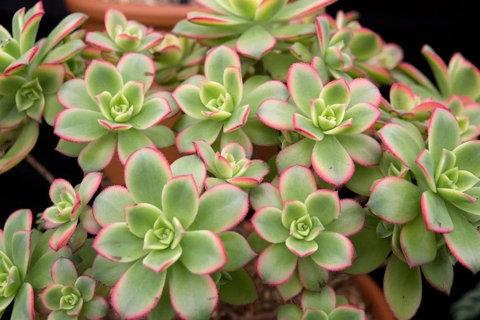 گیاه آئونیوم وراهنمای کامل نگهداری از آن Aeonium plant and a complete guide to its care گلدان پلاستیکی Plastic pot, plastic vase مجموعه تولیدی سیدوس ,تولید کننده گلدان پلاستیکی سیدوس ,بیش از 120نوع, اعم از گلدان استوانه ای پلاستیکی سیدوس,گلدان الماسی پلاستیکی سیدوس,گلدان مربعی پلاستیکی,گلدان مثلثی پلاستیکی,گلدان گرد پلاستیکی ,باکس مستطیلی,در اندازه های کاکتوسی تا درختچه ای
