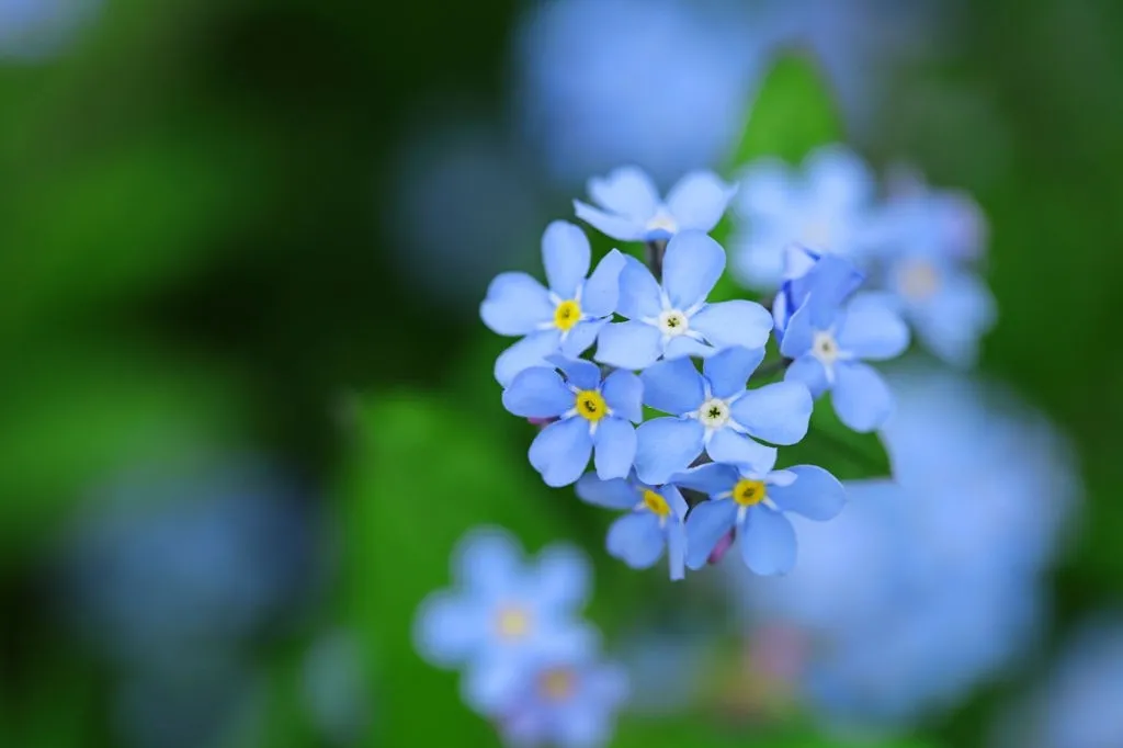 فراموشم مکن (نام علمی: Myosotis) سرده‌ای از تیره گاوزبانیان است. این گیاهان علفی و یک ساله یا دو ساله بومی اروپا و آسیا می‌باشند. این گیاهان به طور معمول خودرو هستند و در کنار جاده‌ها نیز می‌توان آن را دید و معمولاً شناسایی آنها آسان است. گل‌های ریز با ۵ گلبرگ دارند و مرکز آن زرد رنگ است.