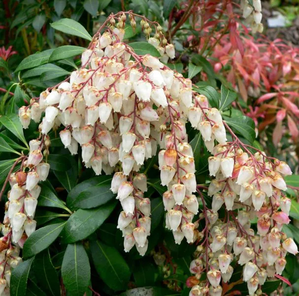 درختچه آندرومدا (2 روش کاشت)Andromeda shrub (2 planting methods) گلدان پلاستیکی Plastic pot, plastic vase مجموعه تولیدی سیدوس ,تولید کننده گلدان پلاستیکی سیدوس ,بیش از 120نوع, اعم از گلدان استوانه ای پلاستیکی سیدوس,گلدان الماسی پلاستیکی سیدوس,گلدان مربعی پلاستیکی,گلدان مثلثی پلاستیکی,گلدان گرد پلاستیکی ,باکس مستطیلی,در اندازه های کاکتوسی تا درختچه ای