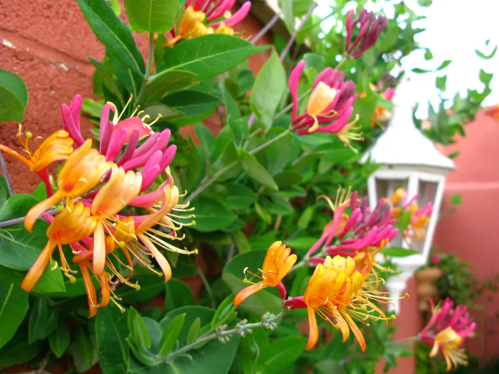Himalayan honeysuckle,Leycesteria Formosa,پیچ امین الدوله
