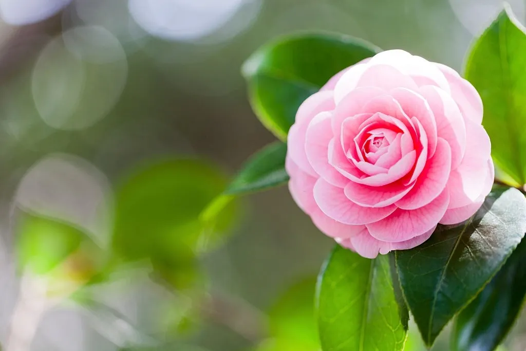 گل کاملیا Camellia flowerگلدان پلاستیکی Plastic pot, plastic vase مجموعه تولیدی سیدوس ,تولید کننده گلدان پلاستیکی سیدوس ,بیش از 120نوع, اعم از گلدان استوانه ای پلاستیکی سیدوس,گلدان الماسی پلاستیکی سیدوس,گلدان مربعی پلاستیکی,گلدان مثلثی پلاستیکی,گلدان گرد پلاستیکی ,باکس مستطیلی,در اندازه های کاکتوسی تا درختچه ای