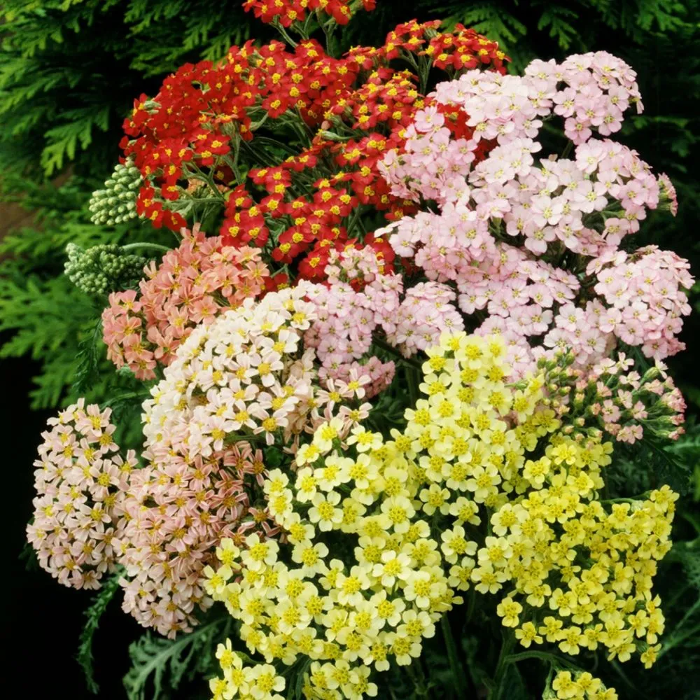 رز وحشی/بومادران (Achillea Desert Eve Deep Rose)نام علمی: (Yarrow)