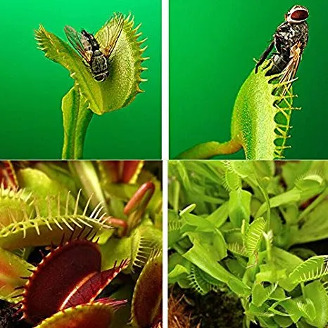 گیاهان گوشتخوار (به انگلیسی: Carnivorous plants )،با فتوسنتز انرژی تولید می‌کنند.مجموعه تولیدی سیدوس ,تولید کننده گلدان پلاستیکی سیدوس ,بیش از 120نوع, اعم از گلدان استوانه ای پلاستیکی سیدوس,گلدان الماسی پلاستیکی سیدوس,گلدان مربعی پلاستیکی,گلدان مثلثی پلاستیکی,گلدان گرد پلاستیکی ,باکس مستطیلی,در اندازه های کاکتوسی تا درختچه ای
