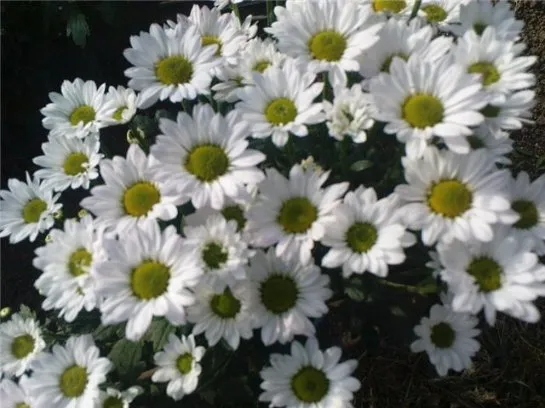گل داوودی Chrysanthemum مجموعه تولیدی سیدوس,تولید کننده گلدان پلاستیکی سیدوس