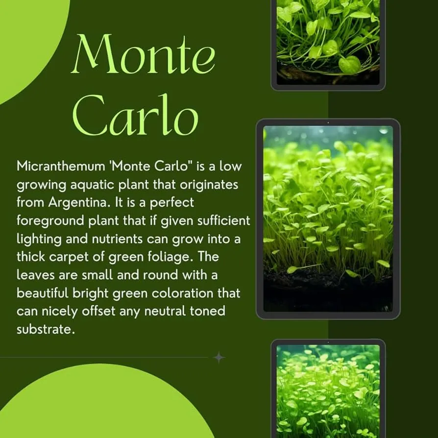 چمن مونت کارلوMicranthemum Monte Carlo مجموعه تولیدی سیدوس ,تولید کننده گلدان پلاستیکی سیدوس ,بیش از 120نوع, اعم از گلدان استوانه ای پلاستیکی سیدوس,گلدان الماسی پلاستیکی سیدوس,گلدان مربعی پلاستیکی,گلدان مثلثی پلاستیکی,گلدان گرد پلاستیکی ,باکس مستطیلی,در اندازه های کاکتوسی تا درختچه ای