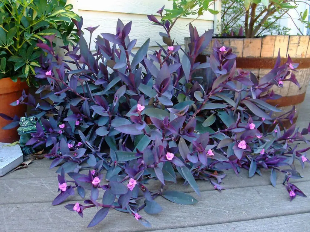 The bidi leaf flower (60 species) is beautiful in Sidoos plastic pot گل برگ بیدی (60گونه) در گلدان پلاستیکی سیدوس زیباست