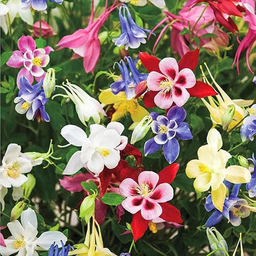 گل تاج الملوکAquilegia vulgaris Nora Barlow مجموعه تولیدی سیدوس ,تولید کننده گلدان پلاستیکی سیدوس وشیلنگ آب وشیلنگ گاز وشیلنگ کولری ومحصولات پلاسکویی مانند چاقو تیز کن پوست کن,َ