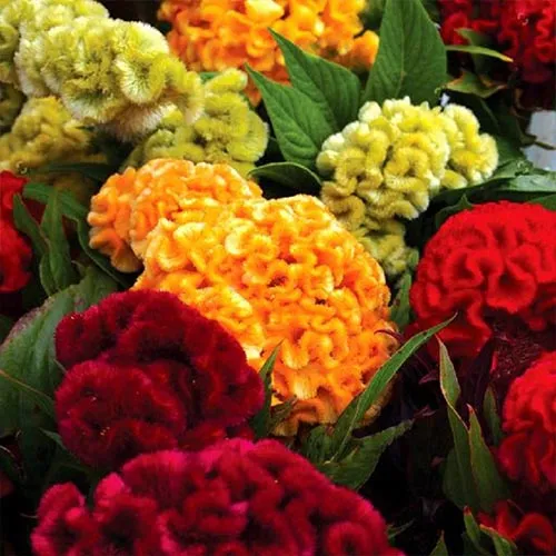 Celosia argentea Olympia Seriesتاج خروس در گلدان پلاستیکی سیدوس