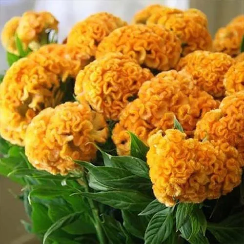گل شانه خروس (Cockscomb)نام علمی: (Celosia cristata)