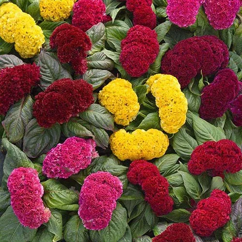 گل های بهاری وتابستانی مناسب باغچه (37گونه)Spring and summer flowers suitable for the garden (37 (species) مجموعه تولیدی سیدوس , تولید کننده گلدان های پلاستیکی سیدوس