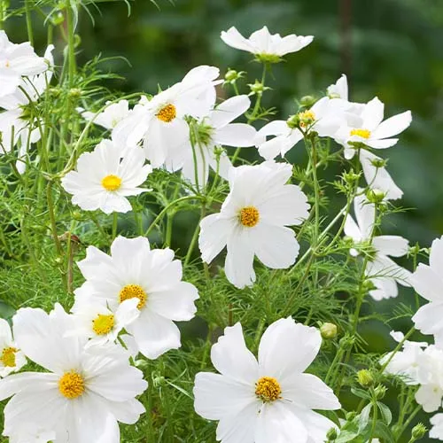 گل ستاره ای با نام لاتین Cosmos sp گیاهی از خانواده Asteraceae یا همان آفتابگردان‌ها است.مجموعه تولیدی سیدوس تولید کننده گلدان پلاستیکی سیدوس sidoos.irA