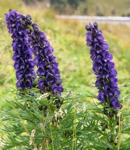 گل اقونیطون (Wolfs Bane)نام علمی: (Aconitum napellus)