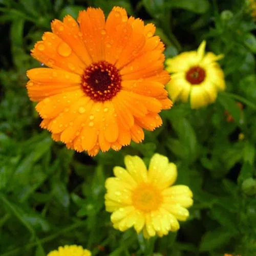 Calendula officinalisگل همیشه بهارمجموعه تولیدی سیدوس تولید کننده گلدان های پلاستیکی رنگی