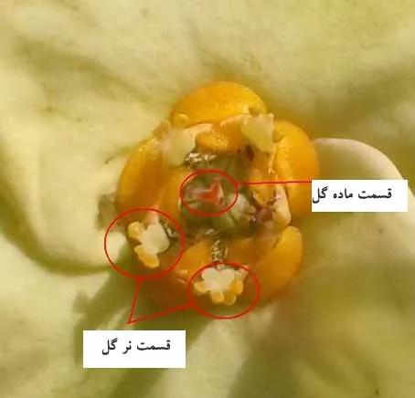 گل افوربیا میلی Euphorbia_Milii_flowers