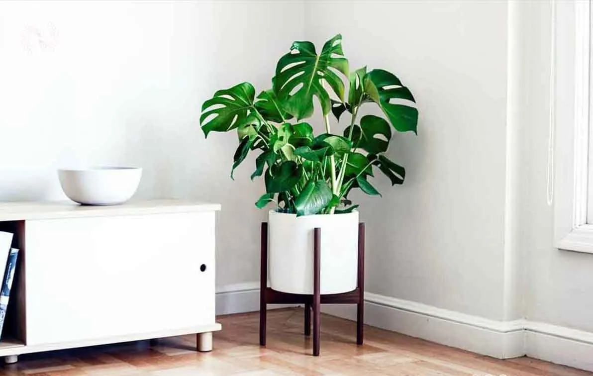 گیاهان آپارتمانی سازگار با محیط کم نور Houseplants adapted to low light environments گلدان پلاستیکی Plastic pot, plastic vase مجموعه تولیدی سیدوس ,تولید کننده گلدان پلاستیکی سیدوس ,بیش از 120نوع, اعم از گلدان استوانه ای پلاستیکی سیدوس,گلدان الماسی پلاستیکی سیدوس,گلدان مربعی پلاستیکی,گلدان مثلثی پلاستیکی,گلدان گرد پلاستیکی ,باکس مستطیلی,در اندازه های کاکتوسی تا درختچه ای