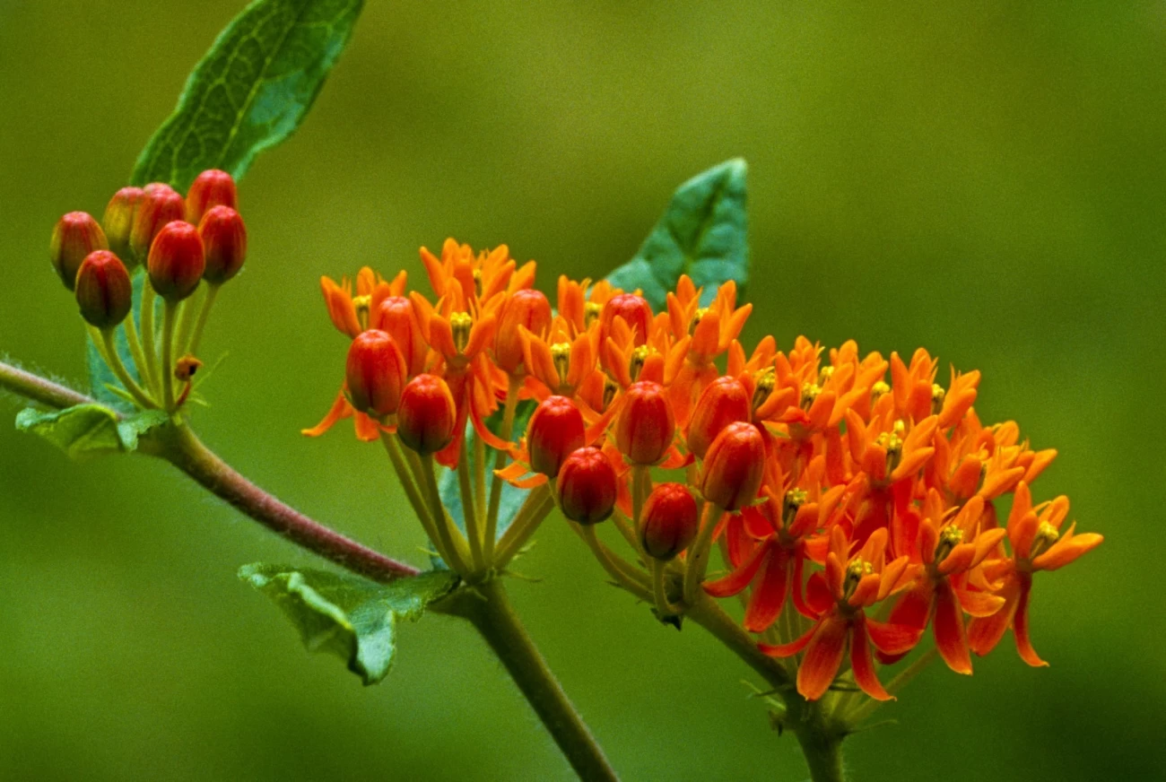 گل علف پروانه یا استبرق، با نام علمی Asclepias tuberosa،مجموعه تولیدی سیدوس ,تولید کننده گلدان پلاستیکی سیدوس