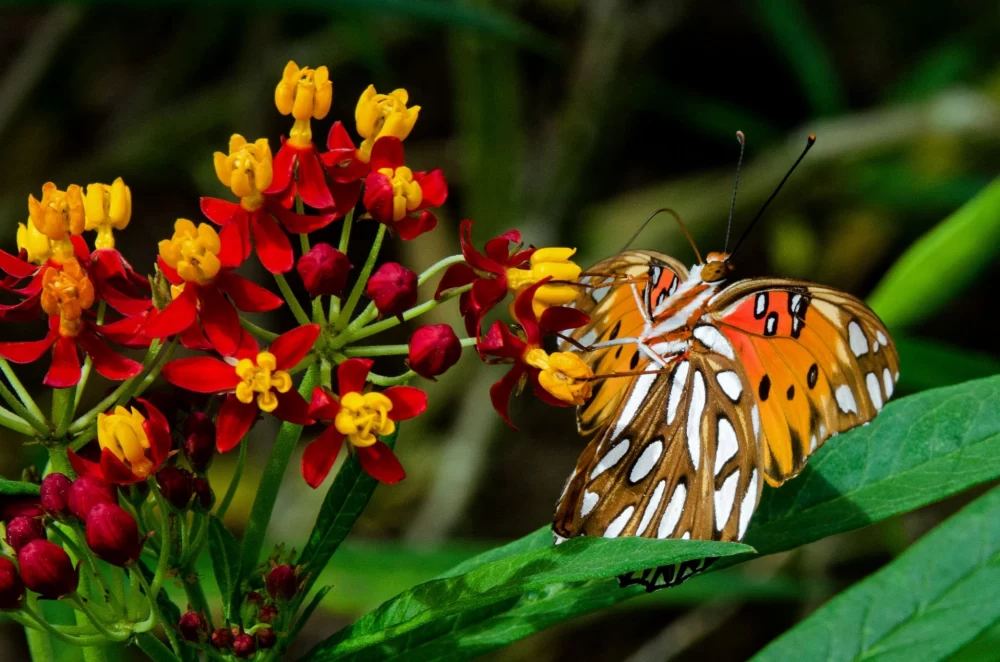 گل علف پروانه یا استبرق، با نام علمی Asclepias tuberosa،مجموعه تولیدی سیدوس ,تولید کننده گلدان پلاستیکی سیدوس