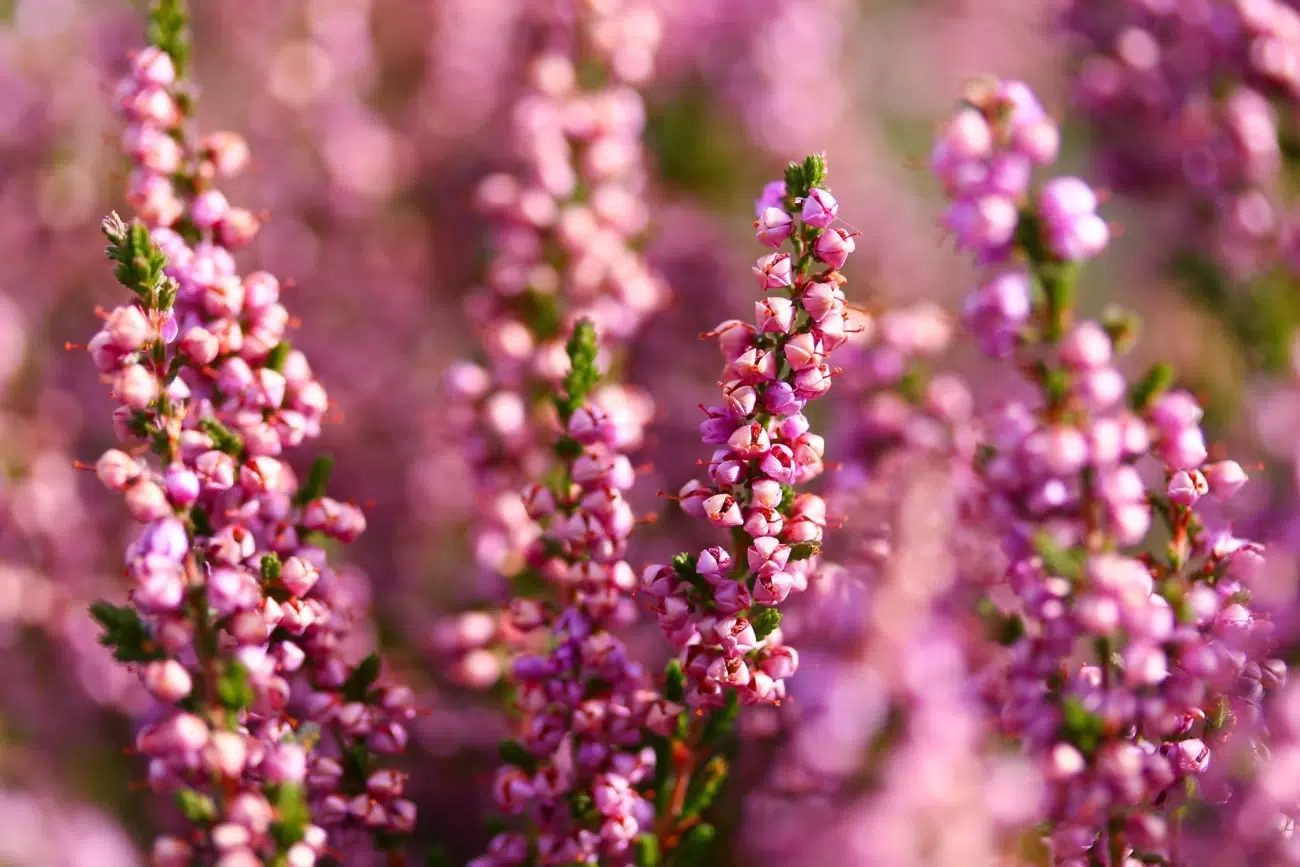 گل علف جارواریکا + کالونا + علف جاروب + خلنگ Calluna vulgaris مجموعه تولیدی سیدوس ,تتولید کننده گلدان های پلاستیکی سیدوس