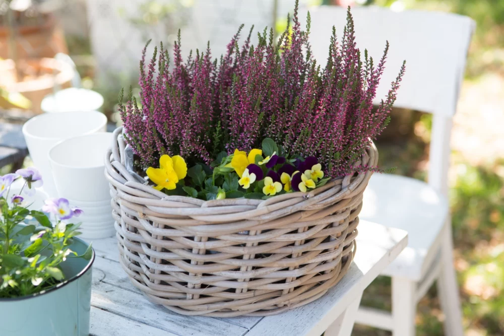 گل علف جارواریکا + کالونا + علف جاروب + خلنگ Calluna vulgaris مجموعه تولیدی سیدوس ,تتولید کننده گلدان های پلاستیکی سیدوس