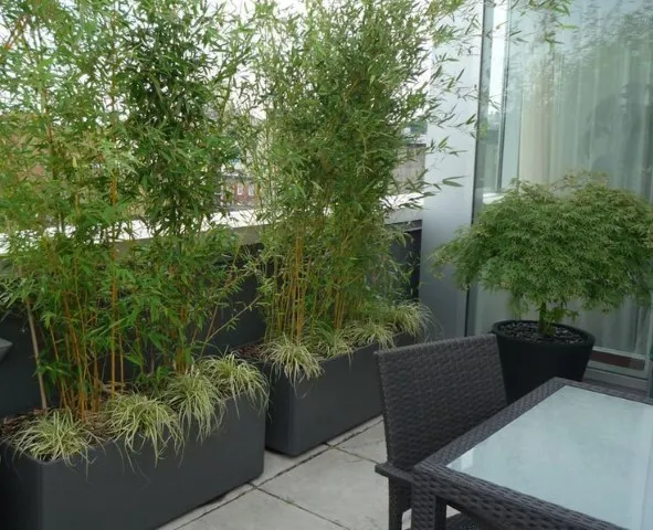 گیاهان بلند قامت مناسب حفظ حریم خصوصی Tall plants for privacy
مجموعه تولیدی سیدوس ,تولید کننده گلدان پلاستیکی سیدوس ,بیش از 120نوع, اعم از گلدان استوانه ای پلاستیکی سیدوس,گلدان الماسی پلاستیکی سیدوس,گلدان مربعی پلاستیکی,گلدان مثلثی پلاستیکی,گلدان گرد پلاستیکی ,باکس مستطیلی,در اندازه های کاکتوسی تا درختچه ای. بامبو