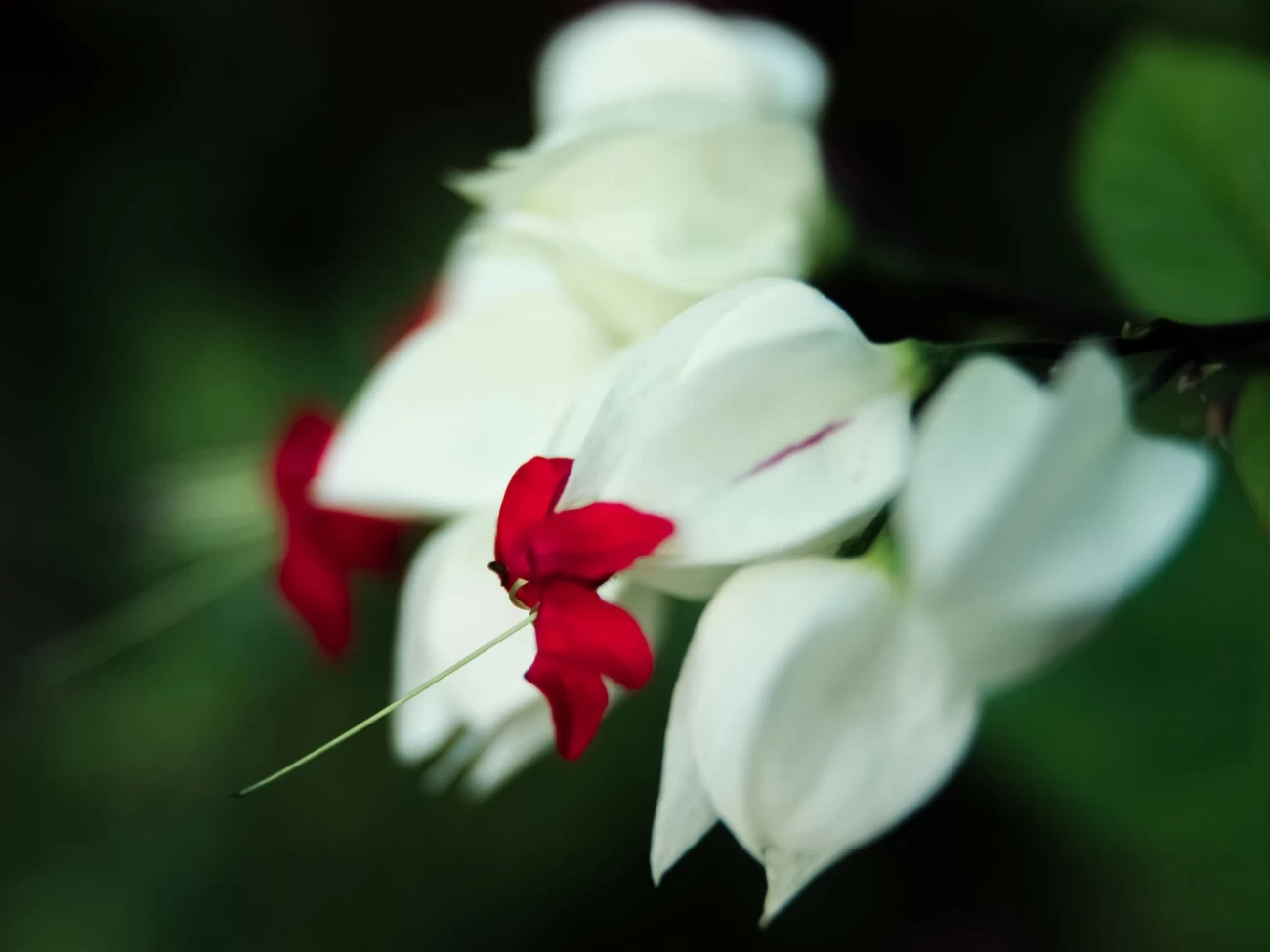 یاس معین التجار یا کلرودندروننام انگلیسی : CLERODENDRUM THOMSONIAE خانواده :   VERBENACEAE  – شاه‌پسند مجموعه تولیدی سیدوس ,تولید کننده گلدان پلاستیکی سیدوس