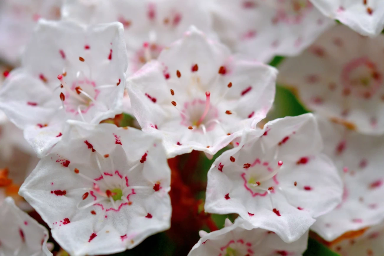 گل کالمیا لاتیفولیا / گل برگ بو گوسفندی (Pig Laurel)نام علمی: (Kalmia angustifolia)