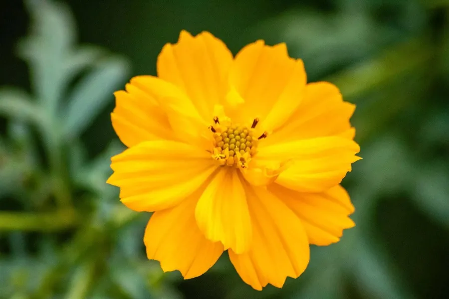 گل کیهانCosmos sulphureus ، مجموعه تولیدی سیدوس تولید کننده گلدان پلاستیکی سیدوس