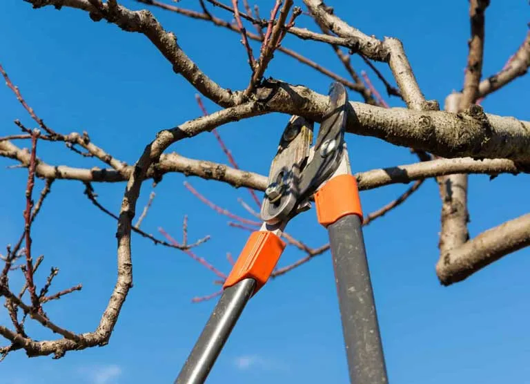 هرس کردن درختان در پاییز وبایدها ونبایدهاPruning trees in the fall: dos and don'ts
مجموعه تولیدی سیدوس ,تولید کننده گلدان پلاستیکی سیدوس ,بیش از 120نوع, اعم از گلدان استوانه ای پلاستیکی سیدوس,گلدان الماسی پلاستیکی سیدوس,گلدان مربعی پلاستیکی,گلدان مثلثی پلاستیکی,گلدان گرد پلاستیکی ,باکس مستطیلی,در اندازه های کاکتوسی تا درختچه ای